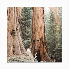 Redwood Trees Square Canvas Print