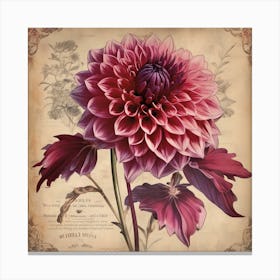 A Dahlia Floral Botanical Vintage 8 Canvas Print