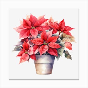 Poinsettia 26 Canvas Print