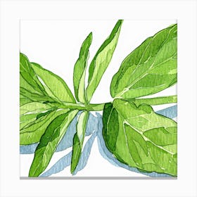 Basil Leaf Canvas Print