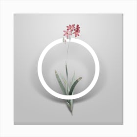 Vintage Corn Lily Minimalist Botanical Geometric Circle on Soft Gray n.0003 Canvas Print