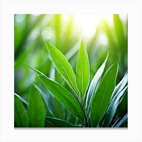 Ecology Plant Green Nature Garden Flora Fresh Leaf Summer Natural Environment Spring Gra Canvas Print