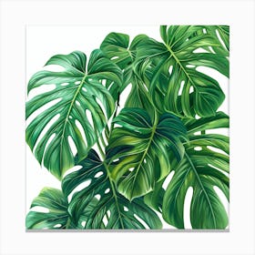 Monstera Leaves 1 Canvas Print