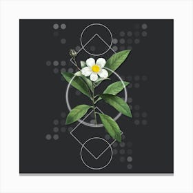 Vintage Loblolly Bay Botanical with Geometric Line Motif and Dot Pattern n.0198 Canvas Print