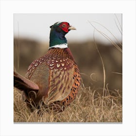 Pheasant Canvas Print