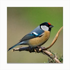 Tit on branch 60 Canvas Print