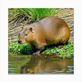 Capybara Rodent Largest South America Semi Aquatic Herbivore Social Cute Friendly Furry An (4) Canvas Print