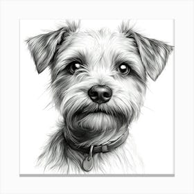 Norfolk Terrier 1 Canvas Print