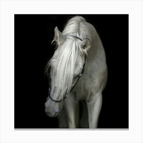 White Horse Canvas Print