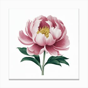 Pink Peony Canvas Print