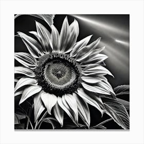 Black And White Sunflower Canvas Print