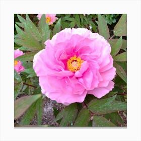 Pink Peony 1 Canvas Print