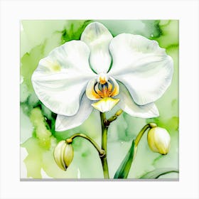 White Orchid Watercolor Painting Canvas Print