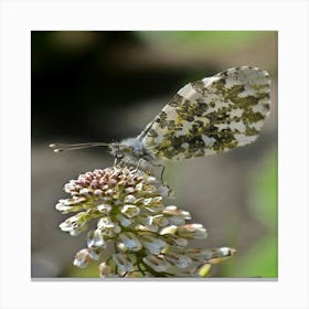 Butterfly - Butterfly Stock Videos & Royalty-Free Footage 1 Canvas Print