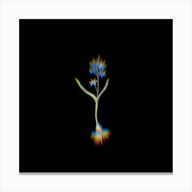 Prism Shift Alpine Squill Botanical Illustration on Black n.0041 Canvas Print