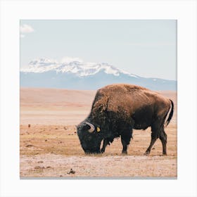 Bison Scenery Canvas Print