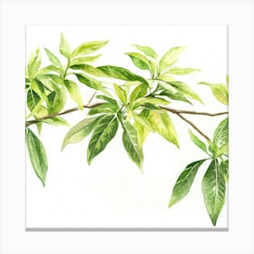 Green Leaves On A Branch 1 Canvas Print