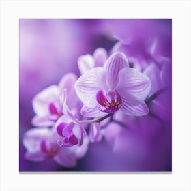 Orchids Canvas Print