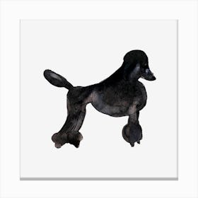 Poodle Canvas Print