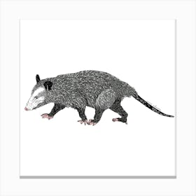 Opossum Canvas Print