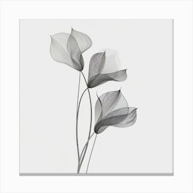 Calla Lilies Canvas Print