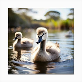 Two Swans Swimming Canvas Print