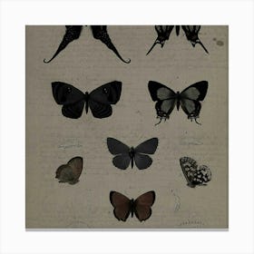 Butterflies Of The World 1 Canvas Print