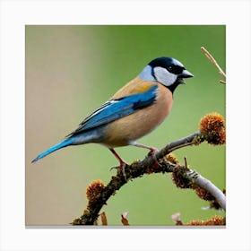 Blue Tit 86 Canvas Print