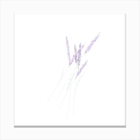 Lavender 2 Canvas Print