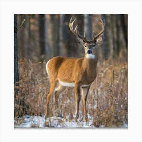 Mule Deer In The Woods Canvas Print