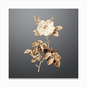 Gold Botanical White Rose on Soft Gray n.2732 Canvas Print