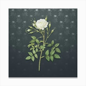 Vintage White Rose of Rosenberg Botanical on Slate Gray Pattern n.2257 Canvas Print
