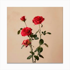 Roses 1 Canvas Print