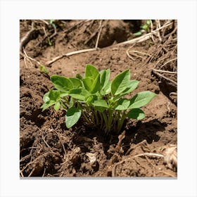 Small Plant Growing In The Dirt Canvas Print