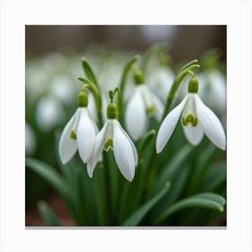 A Field Of Delicate Snowdrop Flowers Emerging In Early Spring 4 Canvas Print