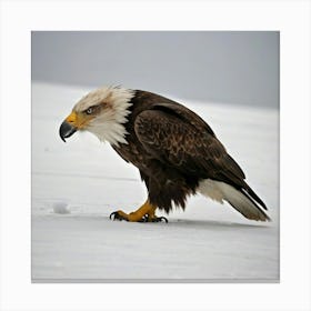 Bald Eagle Canvas Print