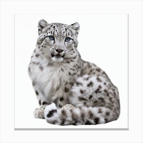 Snow Leopard 1 Canvas Print