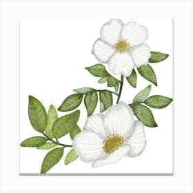 Five petals wild rose Canvas Print