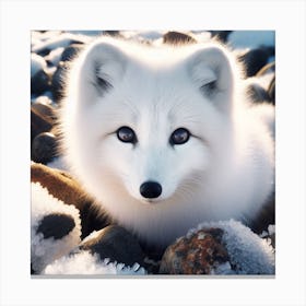 Arctic Fox 1 Canvas Print