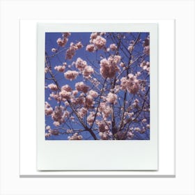 Polaroid Cherry Blossom 07 Canvas Print