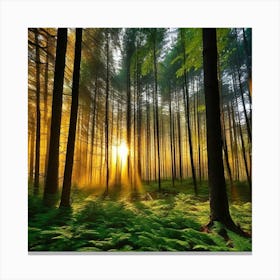 Sunrise In The Forest 36 Canvas Print