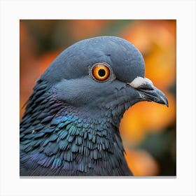 Pigeon Canvas Print