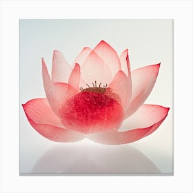 Lotus Flower Canvas Print