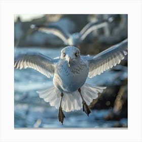 Seagulls In Flight Canvas Print