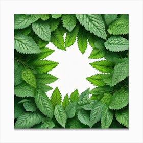 Mint Leaves Background Canvas Print