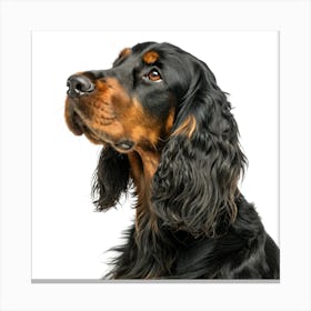 Gordon Setter Dog Portrait Stampe su tela