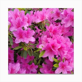 Pink Azaleas 42 Canvas Print