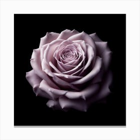 Lavender Rose On Black Background Canvas Print
