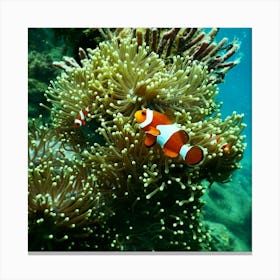 Clownfish In Anemone Canvas Print