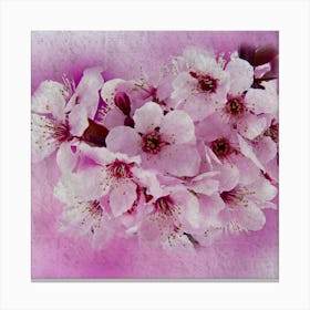 Cherry Blossoms 4 Canvas Print